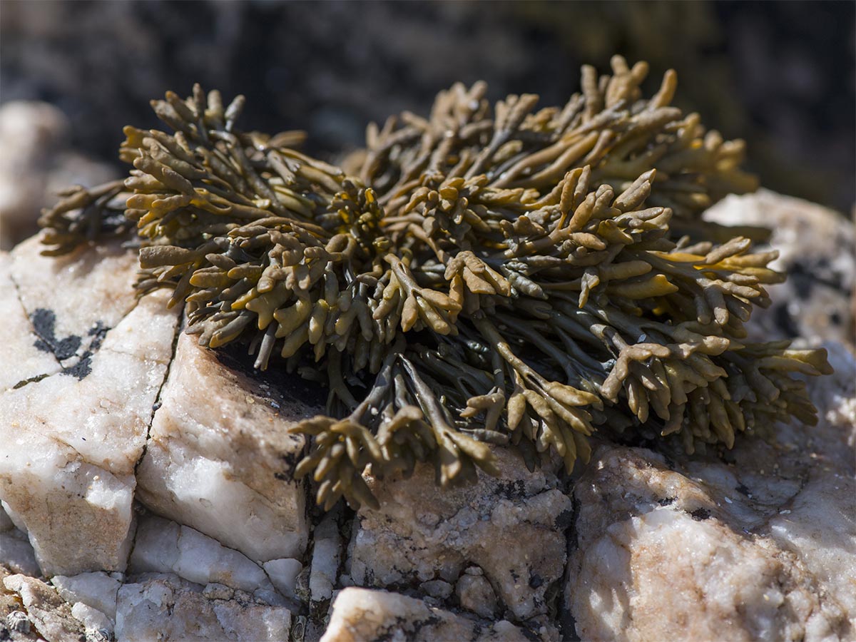 Pelvetia canaliculata